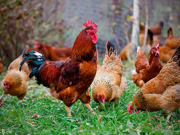 Породы куриц | ЗооТом - продажа, вязка и услуги для животных в Карасуке
