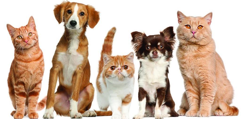 Доска объявлений о животных | ЗооТом - продажа, вязка и услуги для животных в Карасуке