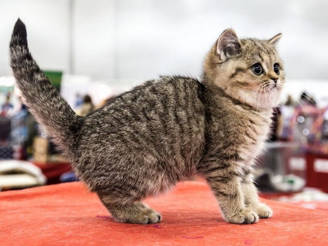Породы кошек в Карасуке | ЗооТом портал о животных