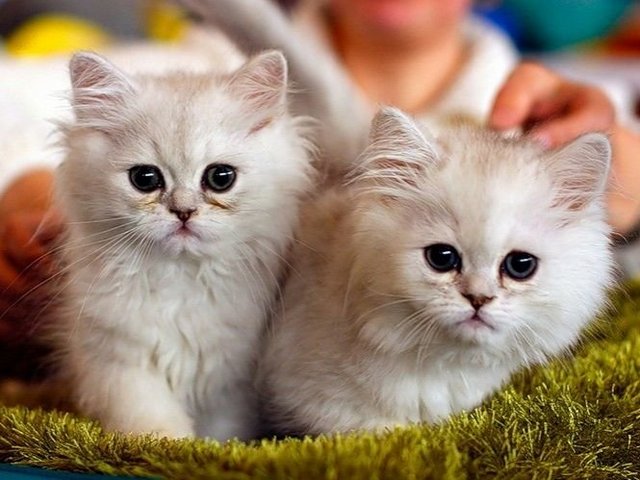 Породы кошек в Карасуке | ЗооТом портал о животных