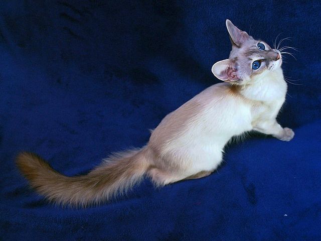 Выведенные породы кошек в Карасуке | ЗооТом портал о животных