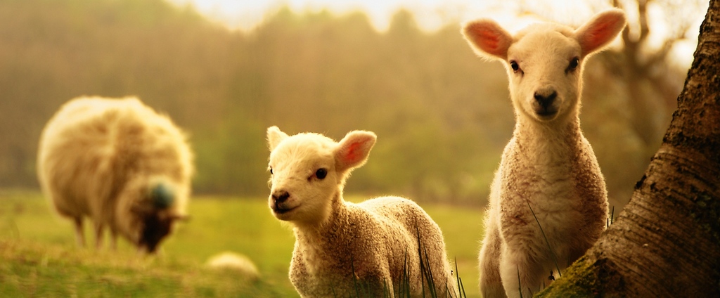 Объявления о сельскохозяйственных животных | ЗооТом - продажа, вязка и услуги для животных в Карасуке