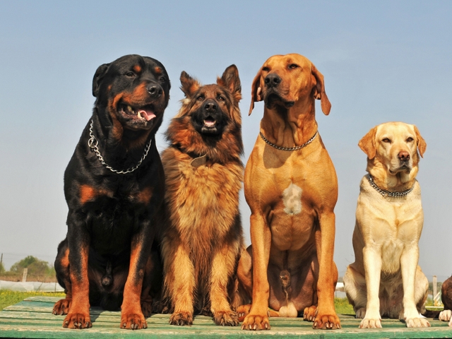 Крупные породы собак в Карасуке | ЗооТом портал о животных